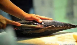 杀鱼视频,揭秘残忍捕捞过程