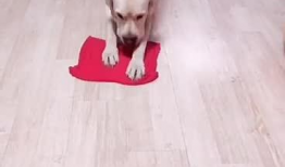 小狗狗跳舞视频,小狗狗欢快跳舞瞬间集锦